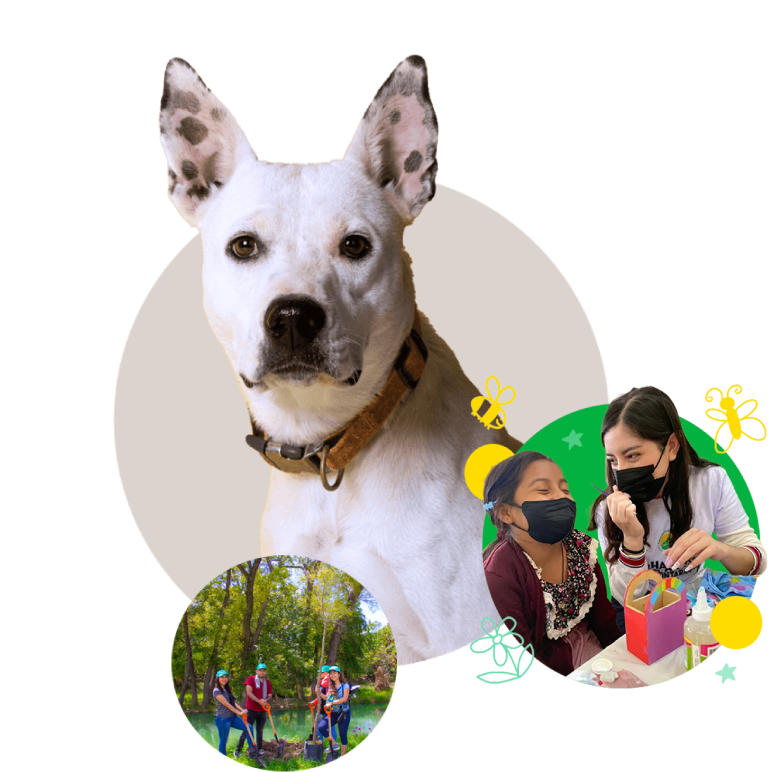 Responsabilidad Social - Synckpro apoyando comunidades, medio ambiente y bienestar animal